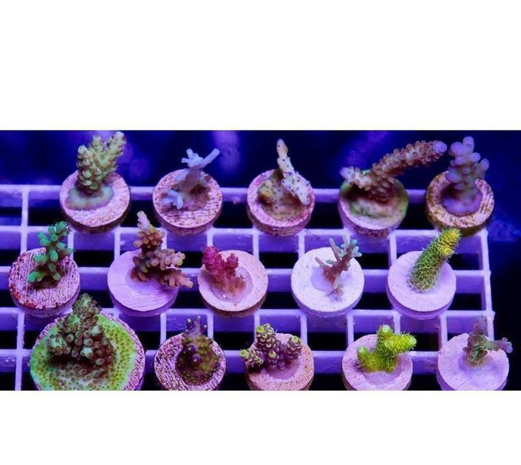 X20 Acro Acropora Frag Package Assorted Live Coral *Bulk Save