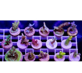 X20 Acro Acropora Frag Package Assorted Live Coral *Bulk Save-frag packages-www.YourFishStore.com