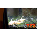 X20 Assorted Corydoras Catfish- Live Freshwater Tropical Catfish-Freshwater Fish Package-www.YourFishStore.com