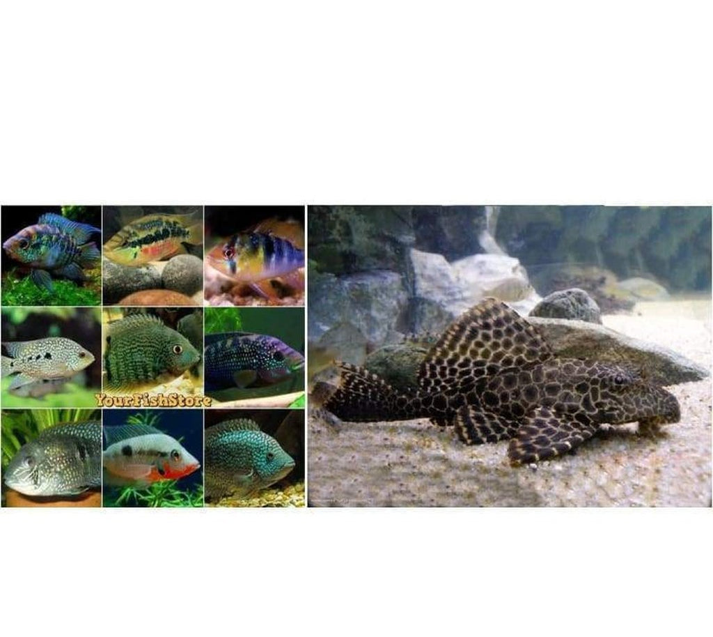 X20 Assorted South American Cichlids Sml/Med - x10 Pleco Florida Sucker Fish Sml 2" - 3" Tank Cleaners! Free Shipping