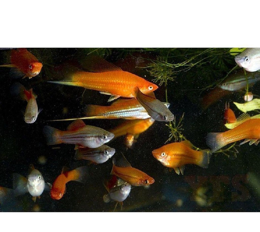X20 Assorted Swordtail Fish - 1" - 2" Each - Freshwater Fish