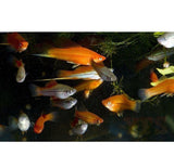 X20 Assorted Swordtail Fish - 1" - 2" Each - Freshwater Fish-Freshwater Fish Package-www.YourFishStore.com