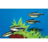 X20 Black Neon Tetra Package-Freshwater Fish Package-www.YourFishStore.com