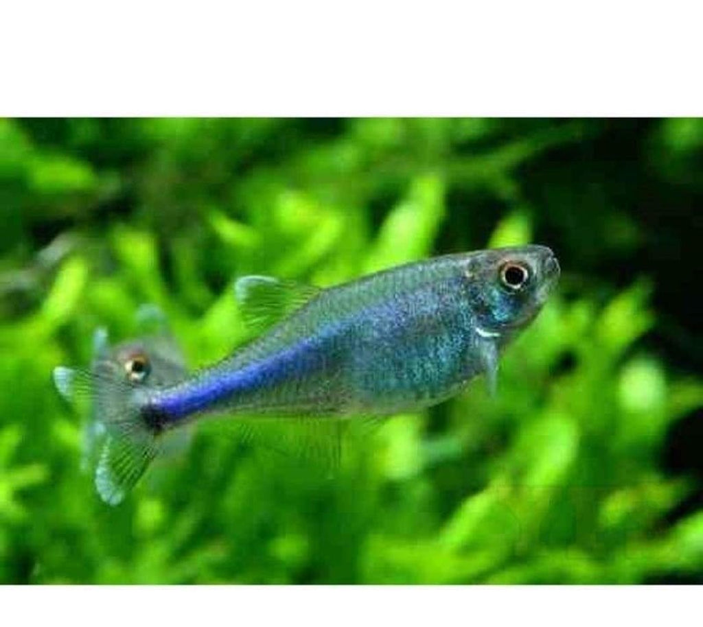 X20 Blue Tetra + x10 Assorted Plants - Package