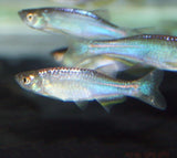 X20 Longfin Pearl Danio-Freshwater Fish Package-www.YourFishStore.com