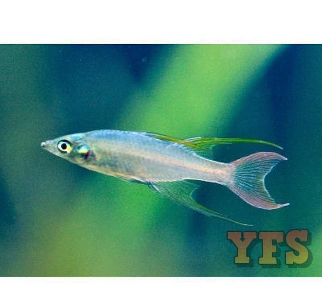 X20 Threadfin Rainbow Med 1" - 2" Freshwater Fish Package