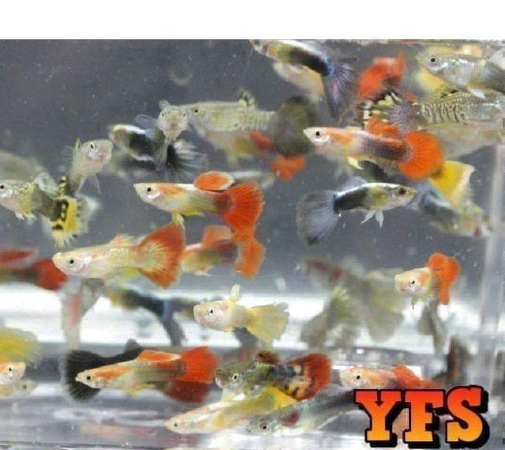 X200 Guppy Package Fish Live Tropical Community Mix *Bulk Save