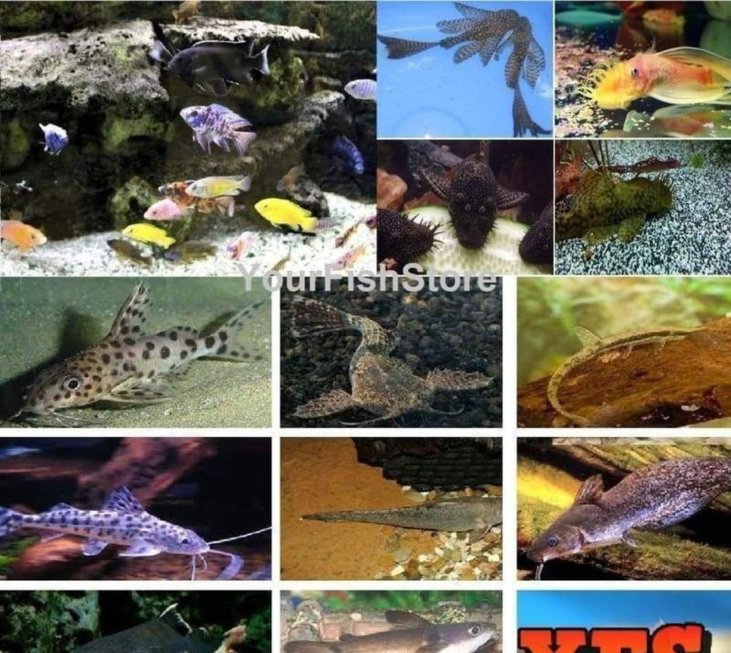 X25 African Cichlid Assorted / X5 Pleco Assorted/ X5 Catfish Assorted *Package*