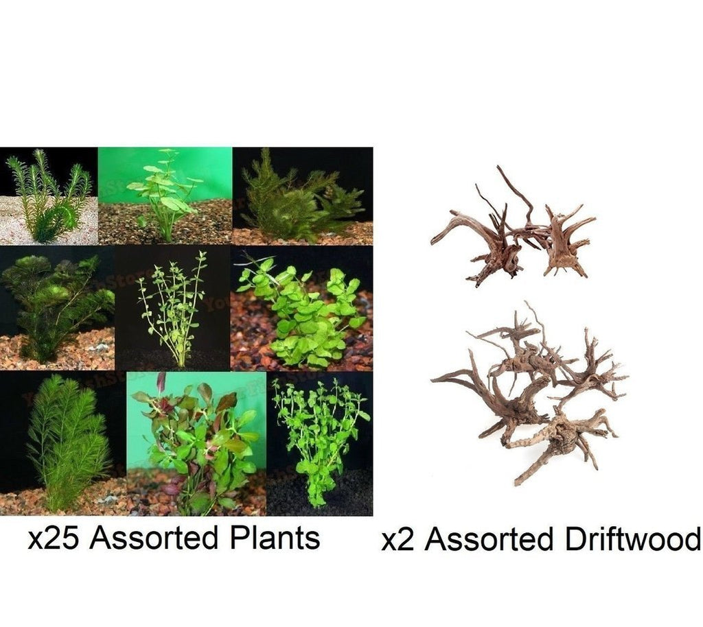 X25 Assorted Live Plants Mix Med-Lrg | X2 Assorted Driftwood | Free Shipping