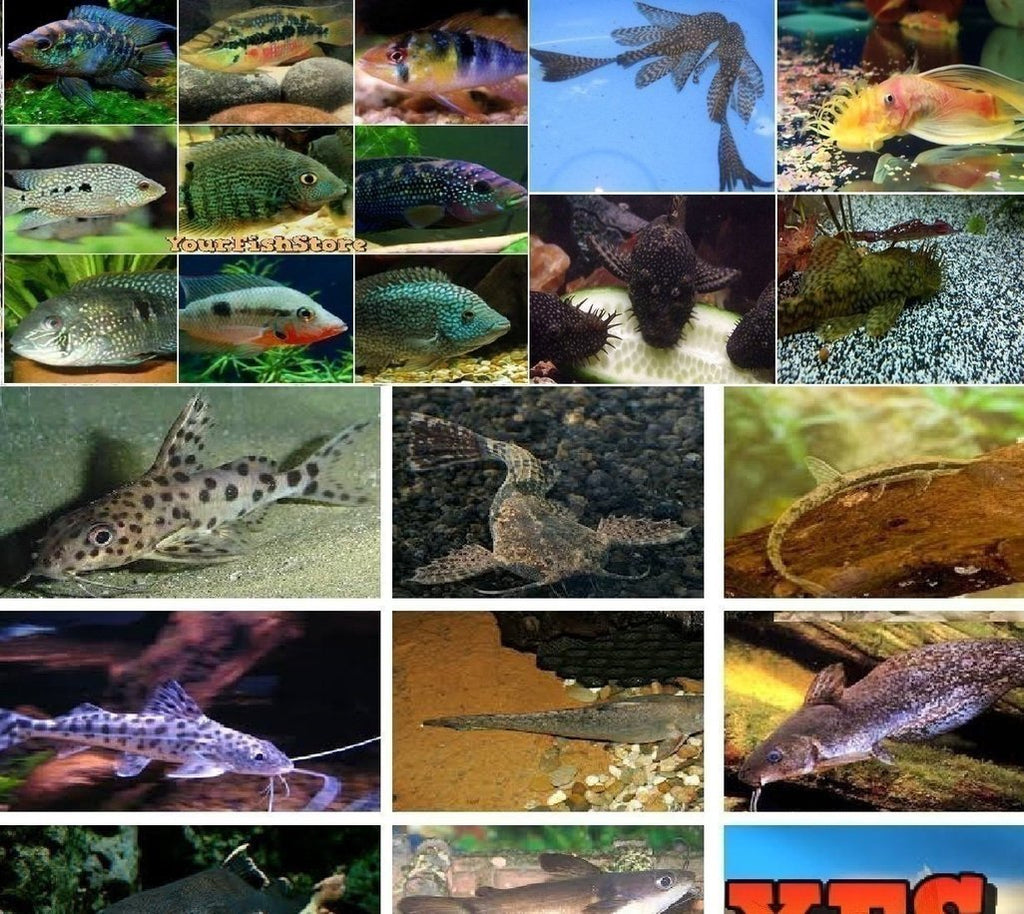X25 Assorted South American Cichlid Assorted / X5 Pleco Assorted/ X5 Catfish Assorted *Package*
