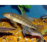 X25 Chinese Algae Eaters (Gyrinocheilos Aymonieri) Sml/Med-Freshwater Fish Package-www.YourFishStore.com