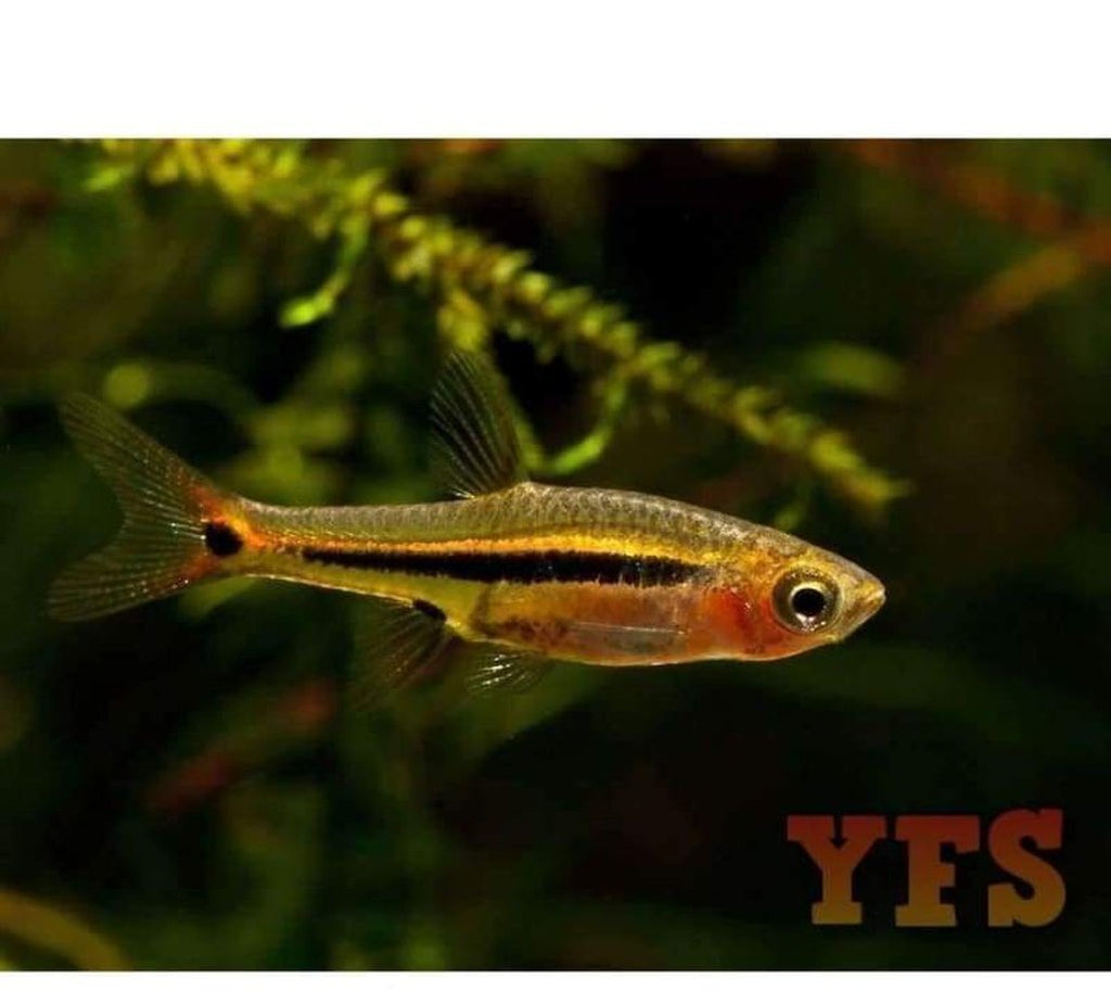 X25 Exclamation Point Rasbora 1/2" - 1 1/2" Each - Package - Freshwater Fish