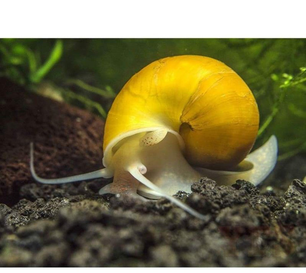 X25 Golden Mystery Snails - Pomacea Diffusa - Fresh Water Fish
