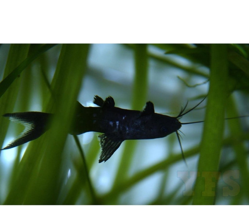 X3 Burmese Upside Down Catfish Sml/Med 1" - 2" Each Fish