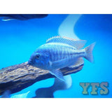 X3 Chilotilapia Rhoadesii Cichlid Freshwater Sml/Med 1" - 2" Each-Freshwater Fish Package-www.YourFishStore.com