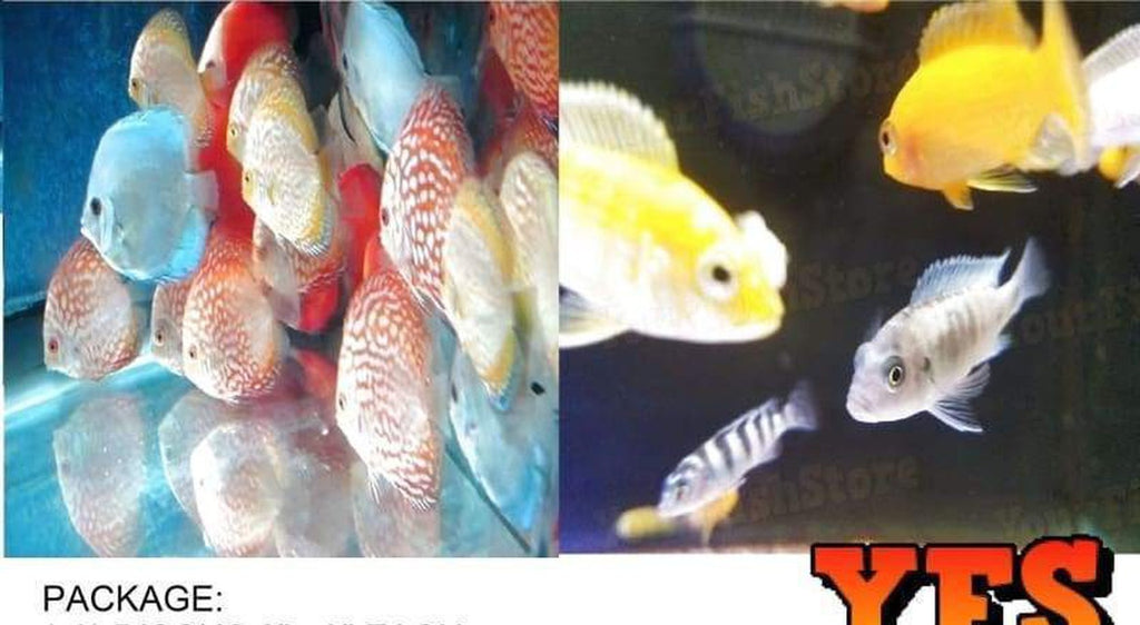 (X3) Discus 2" - 3" Each / (X25) African Cichlid Fish Package
