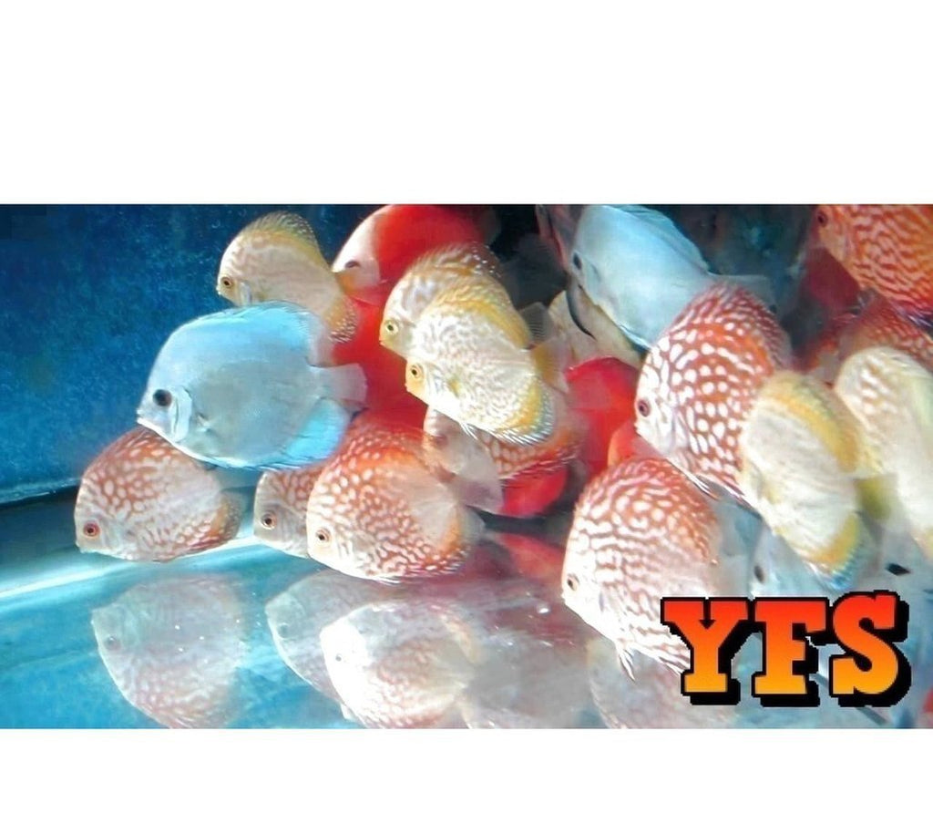 X3 Discus Package 2" - 3" Each - Tank Raised - Assorted Picked