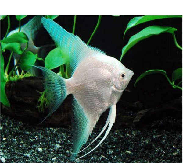 X3 Platinum Angel Fish Sm/Med 1