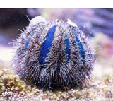 X3 Royal Urchin Package - Mespilia Globulus-marine fish packages-www.YourFishStore.com