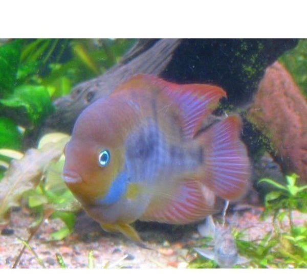 X3 Sajica Cichlid South American Sml/Med 1