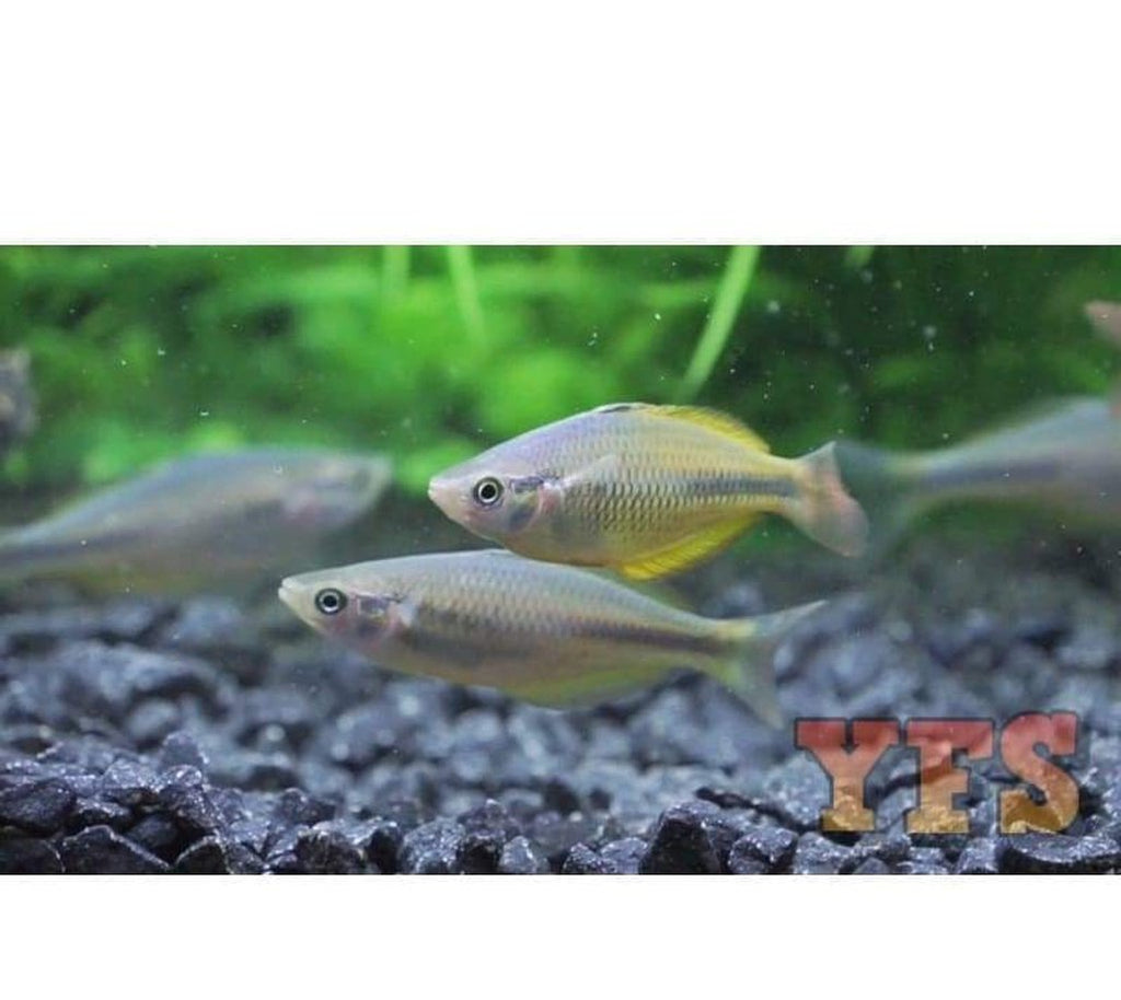 X3 Yellow Rainbow Med 1" - 2" Freshwater Fish Package