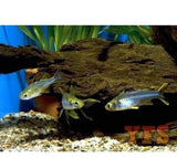 X30 Celebese Rainbow Freshwater Fish Package *Bulk Save-Rainbowfish-www.YourFishStore.com