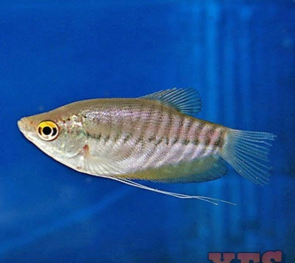 X30 Snakeskin Gourami Package Fish Live Sml/Med - Bulk Save