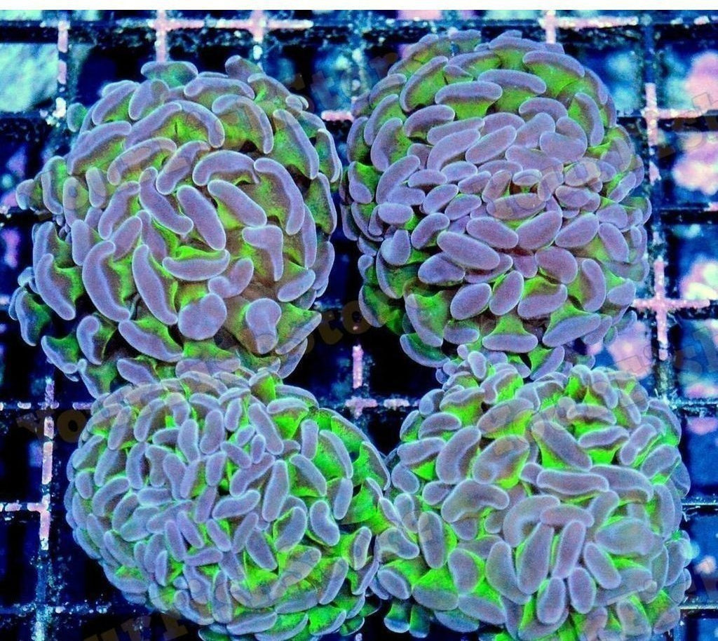 X4 Assorted Branching Hammer Neon Green With Purple Tips Frags - Euphyllia Ancora