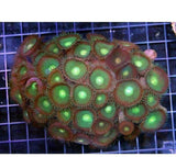 X4 Assorted Button Polyp Green Coral Fish Medium Size - Zoanthus-Coral packages-www.YourFishStore.com