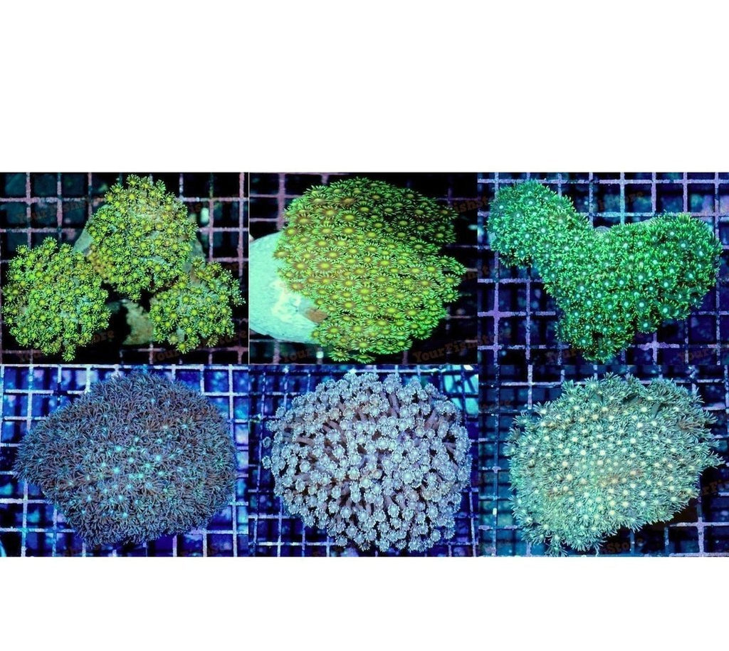 X4 Assorted Goniopora Coral Med - Flower Pot Coral - Live Lps Sps