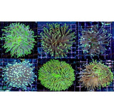 X4 Assorted Heliofungia Disk Plates Coral Med L.T. - Bulk Save-frag packages-www.YourFishStore.com