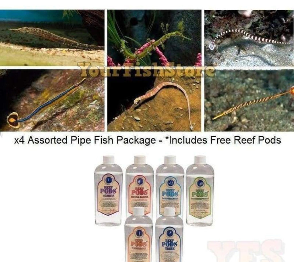 X4 Assorted Pipe Fish Package Sml/Med - *Free Reef Pods Included* Free Shipping