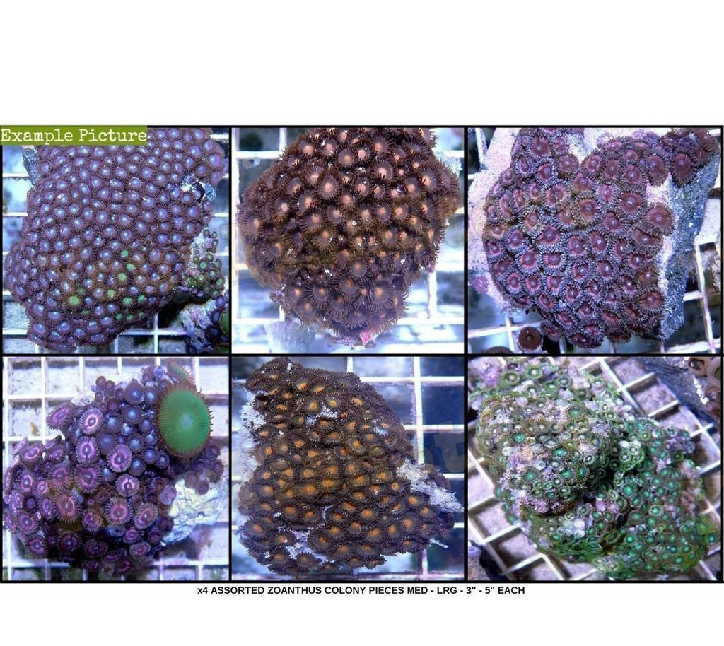 X4 Assorted Zoa Colony Med Pieces Package - Zoanthus