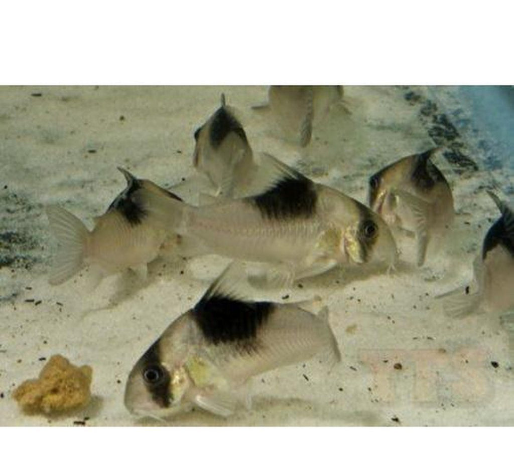 X4 Bicolor Corydoras Catfish