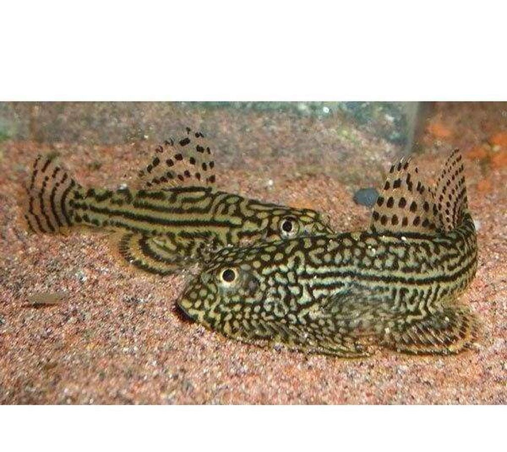 X4 Butterfly Reticulated Sucker Sml/Med (Beaufortia Kweichowensis) Free Shipping