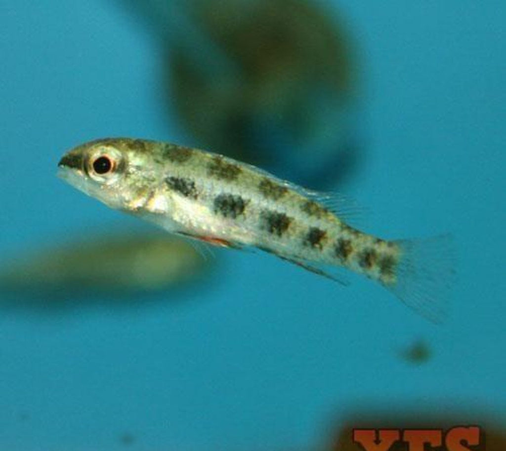 X4 Checkerboard Cichlid Sml/Med 1" - 2" Each Freshwater Fish