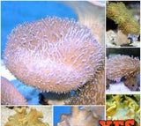 X4 Leather Coral Package - Medium 3" - 5" Each - Fish-Coral packages-www.YourFishStore.com