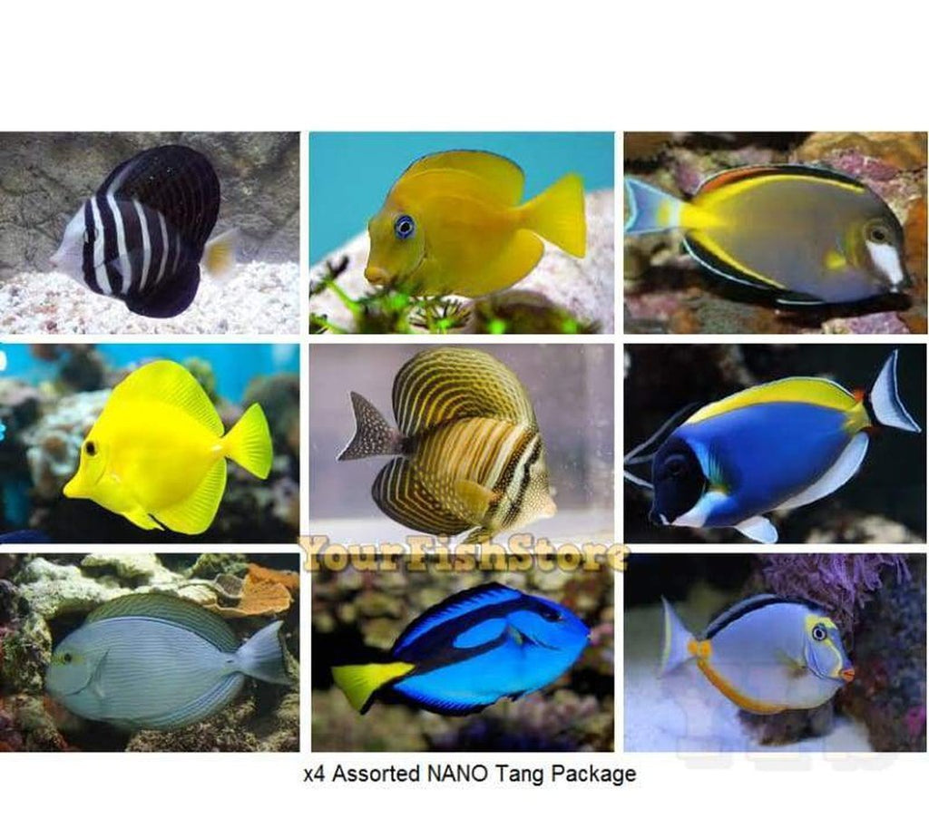 X4 Marine Tang Nano Assorted Tang Package - Fish Free Shipping