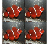 X4 Maroon Clown Fish Package - Premnas Biaculeatus-marine fish packages-www.YourFishStore.com