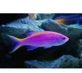 X4 Purple Queen Anthias Package Medium - Fish Saltwater-marine fish packages-www.YourFishStore.com
