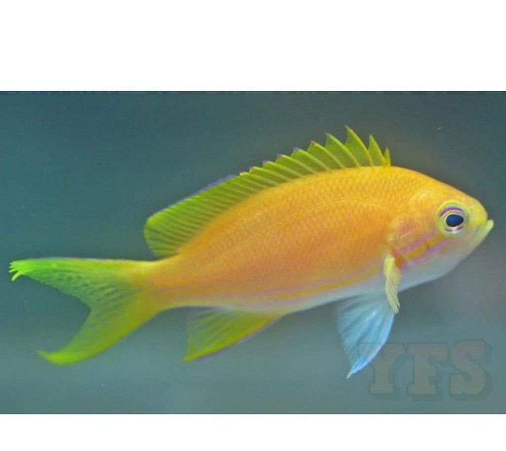 X4 Square Anthias: Female Pseudanthias - Sml/Med - Fish Saltwater