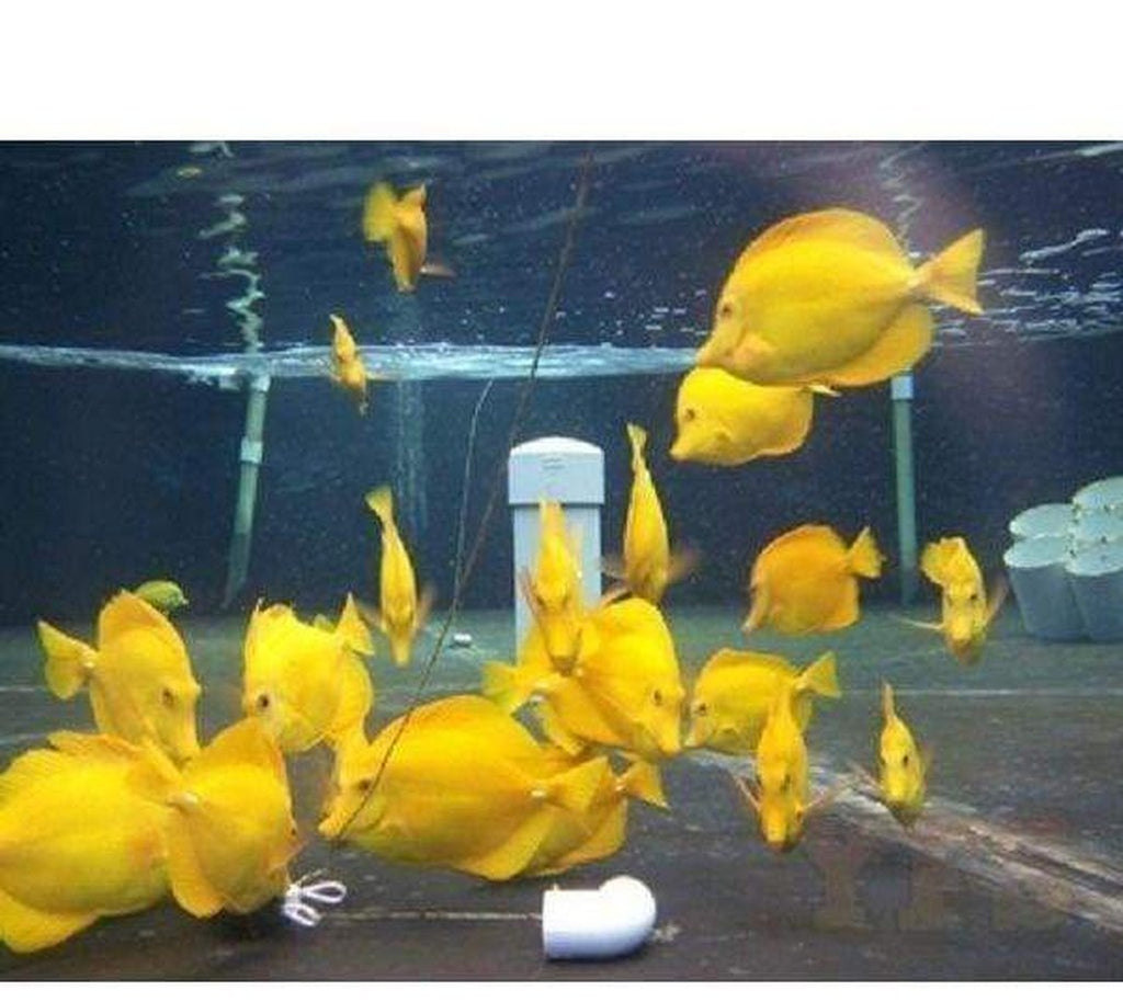 X4 Yellow Tang Package - Small Size - Approx 1" - 2" Each - Saltwater Fish