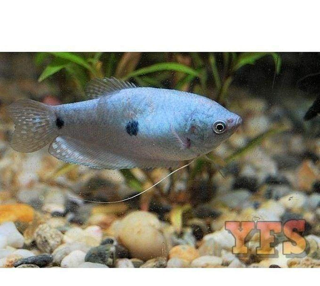 X40 Blue Gourami Package - Fish Live Sml/Med Bulk Save