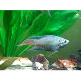 X40 Blue Paradise Package - Fish Live Sml/Med Bulk Save-Anabantoid - Gourami-www.YourFishStore.com