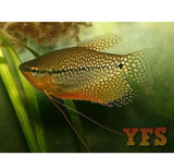 X40 Pearl Leeri Gourami Package Fish Live Sml/Med Bulk Save-Anabantoid - Gourami-www.YourFishStore.com