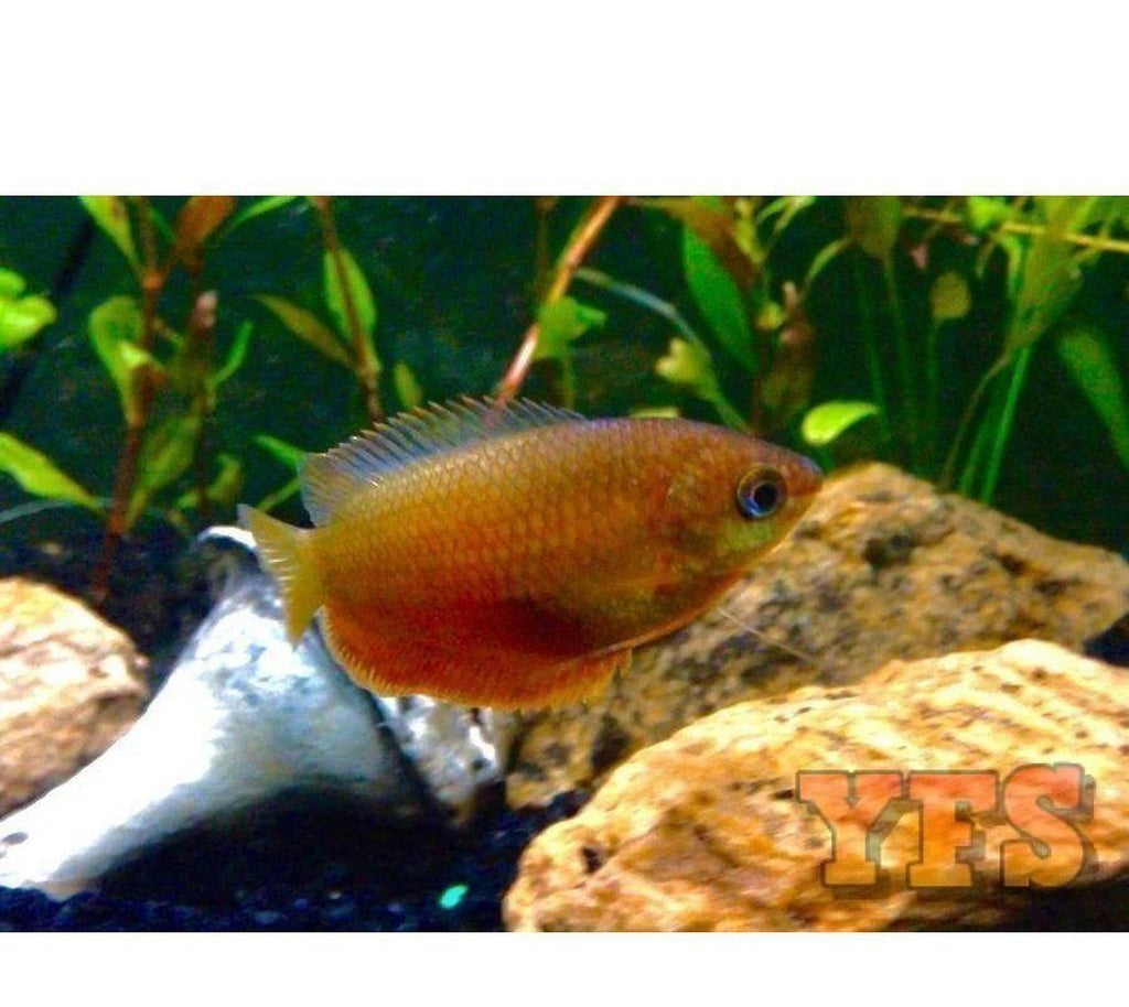 X40 Red Honey Gourami Package Fish Live Sml/Med - Bulk Save