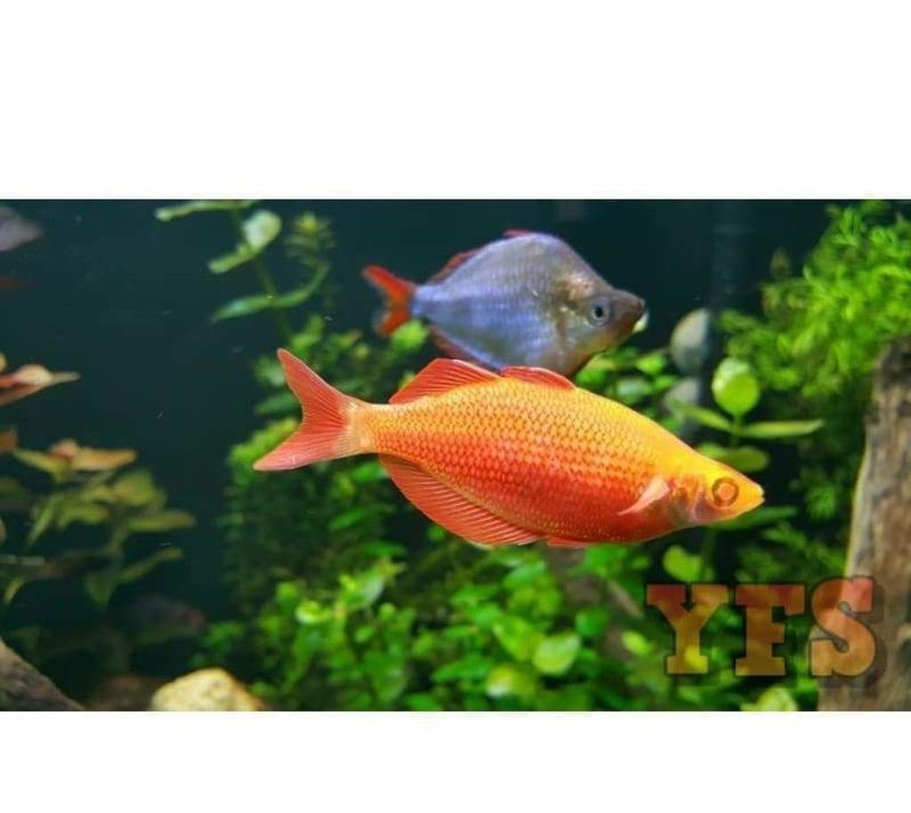 X5 Albino Orange Millennium Rainbow Freshwater Fish Package