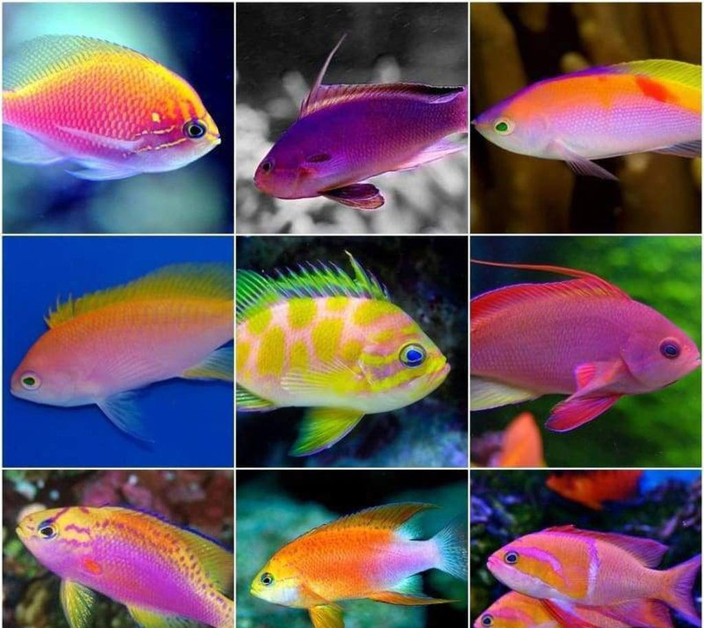 X5 Assorted Anthias Package - Sml/Med - Fish Saltwater