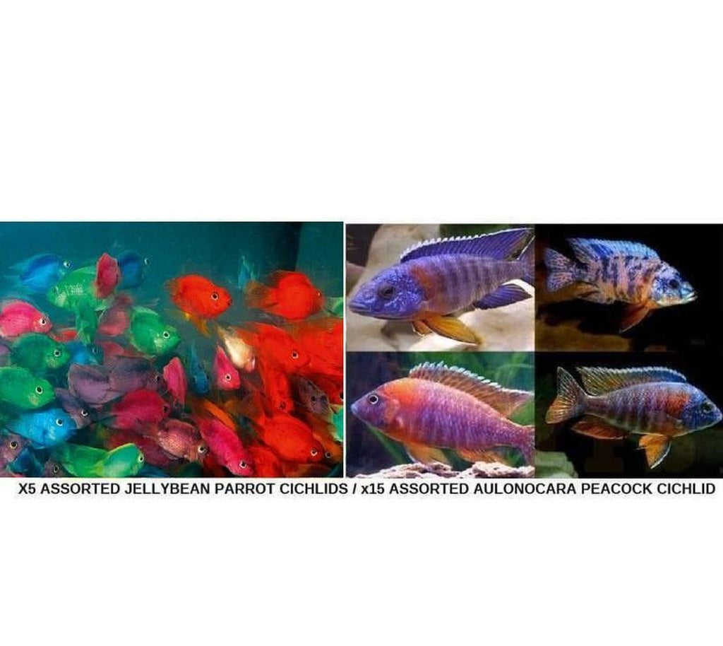 X5 Assorted Jellybean Parrot Cichlids / X15 Assorted Aulonocara Peacock Cichlid