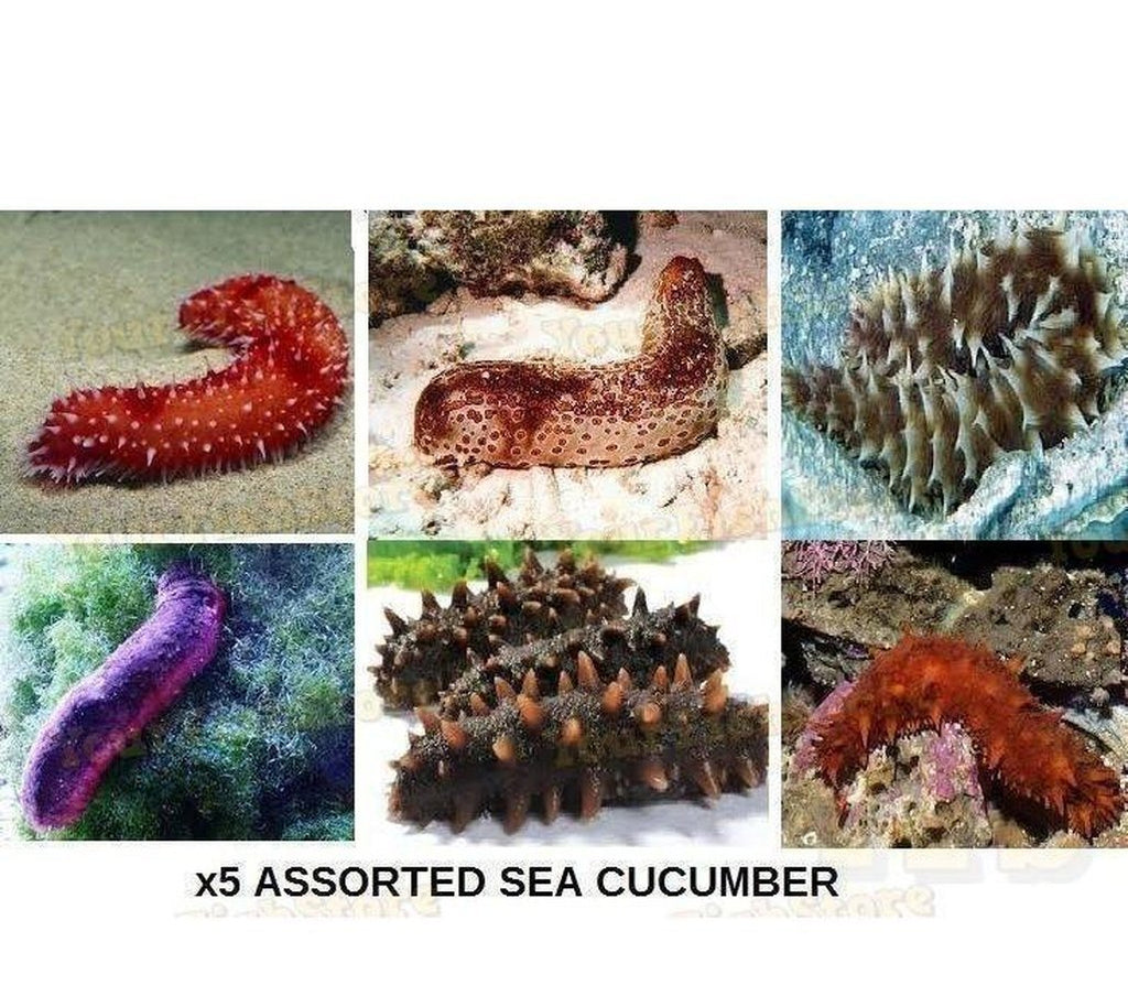 X5 Assorted Sea Cucumber - Sm//Md 2" - 3" Each - Saltwater